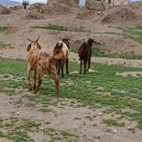 گوسفند|حیوانات مزرعه|الیگودرز, |دیوار