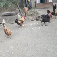 فروش تعدادی خروس محلی