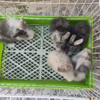خرگوش لپی اصل