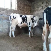 گوساله سیمنتال نر