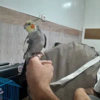 طوطی  عروس حلندی