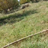 یونجه