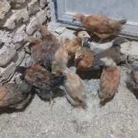 جوجه مرغ و خروس محلی (گلپایگانی ) ۲ماهه