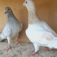 کفتر المانی