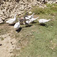 غاز|حیوانات مزرعه|کرخه, |دیوار