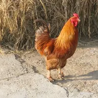 خروس برهما جوان