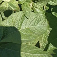 اجاره زمین زراعی