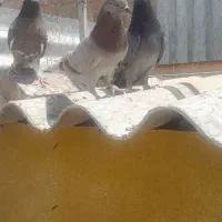 ۲۵طوق کفترعالی
