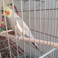 عروس هلندی/پرنده