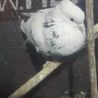کبوتر طوقی