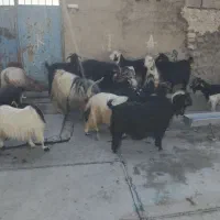ده جفت بزداشتی