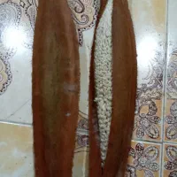 بو نخل|گل و گیاه طبیعی|برازجان, |دیوار