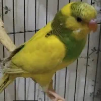 مرغ عشق نر و ماده