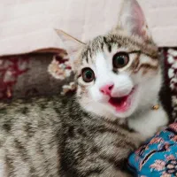 گربه خانگی رایگان