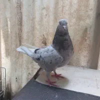 ی جفت نر و ماده سرور