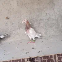 کبوتر