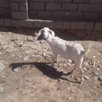 بزدورگ سانن