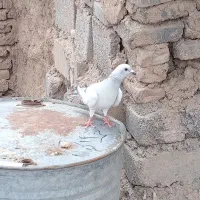 کفتر|پرنده|مرزداران, |دیوار