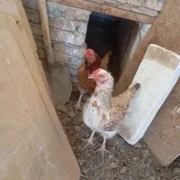 مرغ درگه