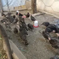40تا بوقلمون 4ماهه