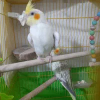 عروس هلندی مولد و ۴ عدد جوجه