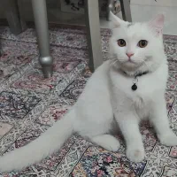 گربه نر اسکاتیش