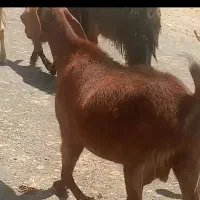 فروش بز