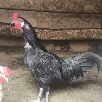 خروس این سمانی
