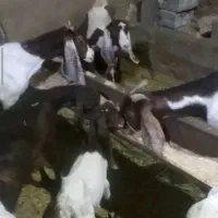 بز غاله. اصیل پاکستانی