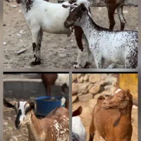 خالص