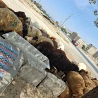 گوسفند زنده