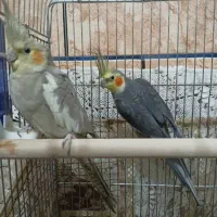 عروس هلندی باقفس وجوجه