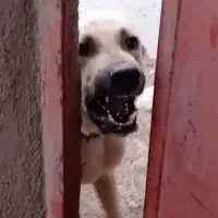 نر سرابی درشت نگهبان سابقه گرفتن داره