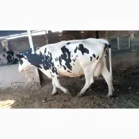 گاو شیری فروشی