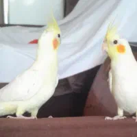 عروس هلندی