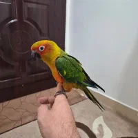 طوطی