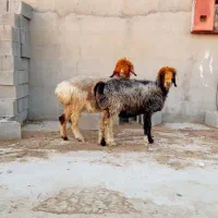 کوه شیشک