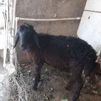 بره ماده سالم  فروش فوری