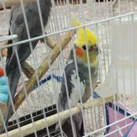 عروس هلندی آهویی نر و ماده همراه با قفس