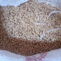 گندوم بوجاری تمیز