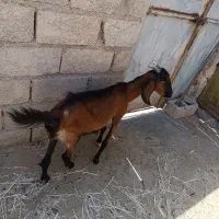بز جوان فروشی
