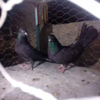 کفتر اصفهانی