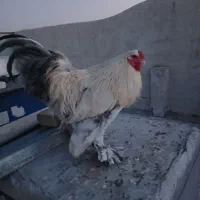 خروس برهما