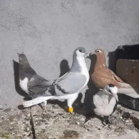 ۶ تا جوجه نر