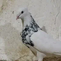 کبوتر|پرنده|طاغنکوه, |دیوار