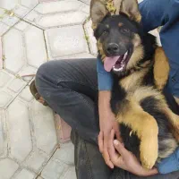 سگ ژرمن گریدa