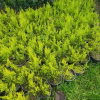 لاوسون|خدمات باغبانی و درختکاری|شیرود, |دیوار