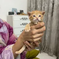 واگذاری رایگان بچه گربه
