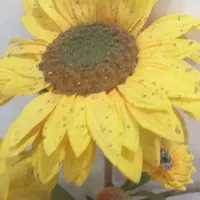 گل آفتاب گردان زیبا