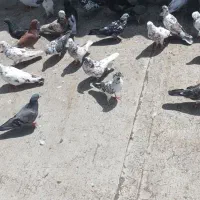 کبوتر همه رنگ و همه خال